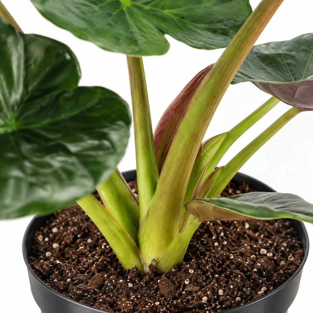 Alocasia Wentii, Nahaufnahme Wuchs und Triebansatz