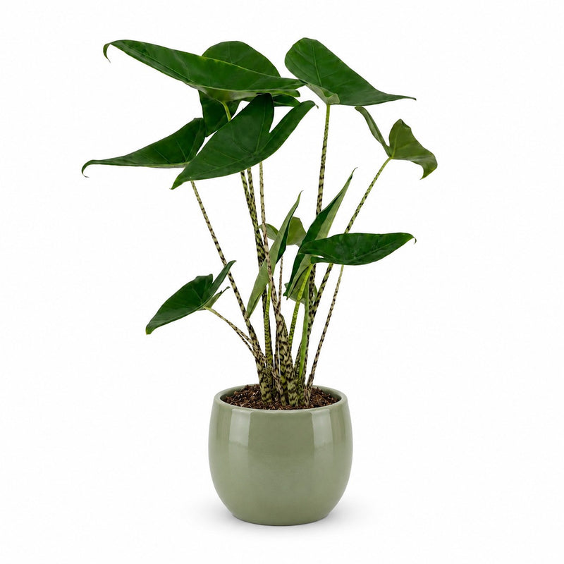 Alocasia Zebrina Detail