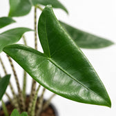 Alocasia Zebrina, Nahaufnahme Blatt