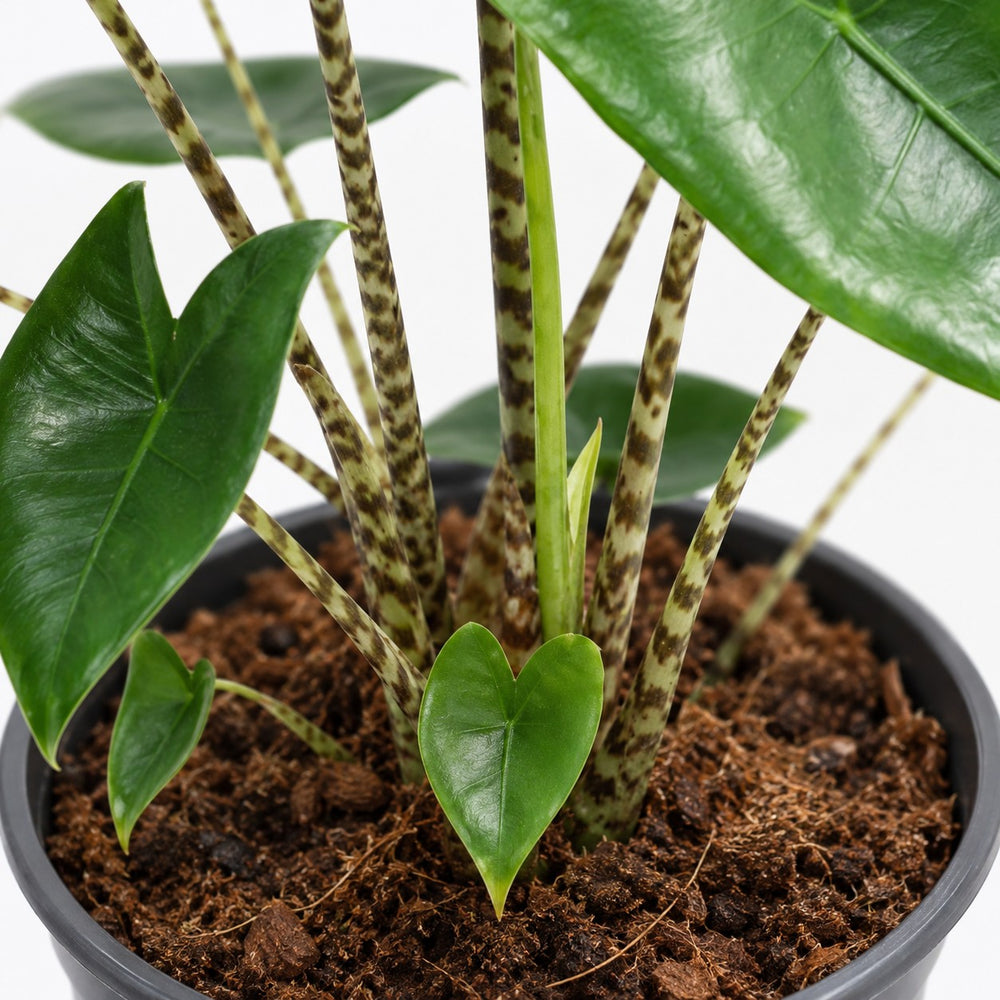 Alocasia Zebrina, Nahaufnahme Wuchs und Triebansatz