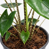 Alocasia Zebrina, Nahaufnahme Wuchs und Triebansatz