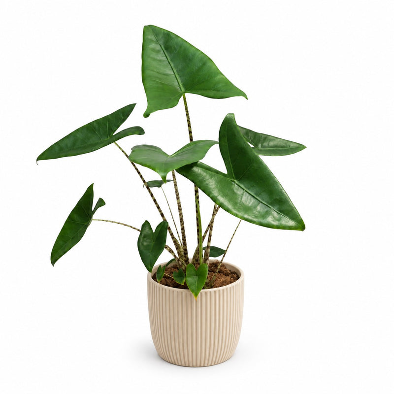 Alocasia Zebrina - 80cm Detail