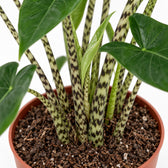 Alocasia Zebrina, Nahaufnahme Wuchs und Triebansatz