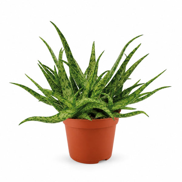 Aloe Spider (15cm, Ø10cm) im Kulturtopf