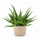 Aloe Spider (15cm, Ø10cm), Stylingbeispiel im Übertopf (Übertopf nicht enthalten)