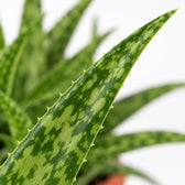 Aloe Spider, Nahaufnahme Blatt