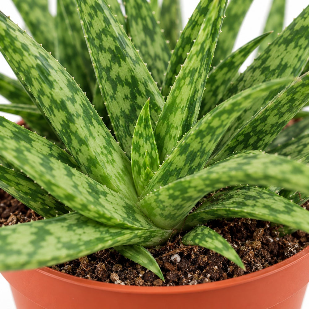 Aloe Spider, Nahaufnahme Wuchs und Triebansatz