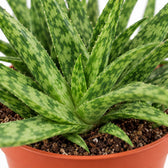 Aloe Spider, Nahaufnahme Wuchs und Triebansatz
