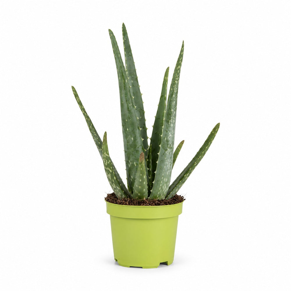 Aloe Vera (35cm, Ø10cm) im Kulturtopf