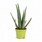 Aloe Vera (35cm, Ø10cm) im Kulturtopf