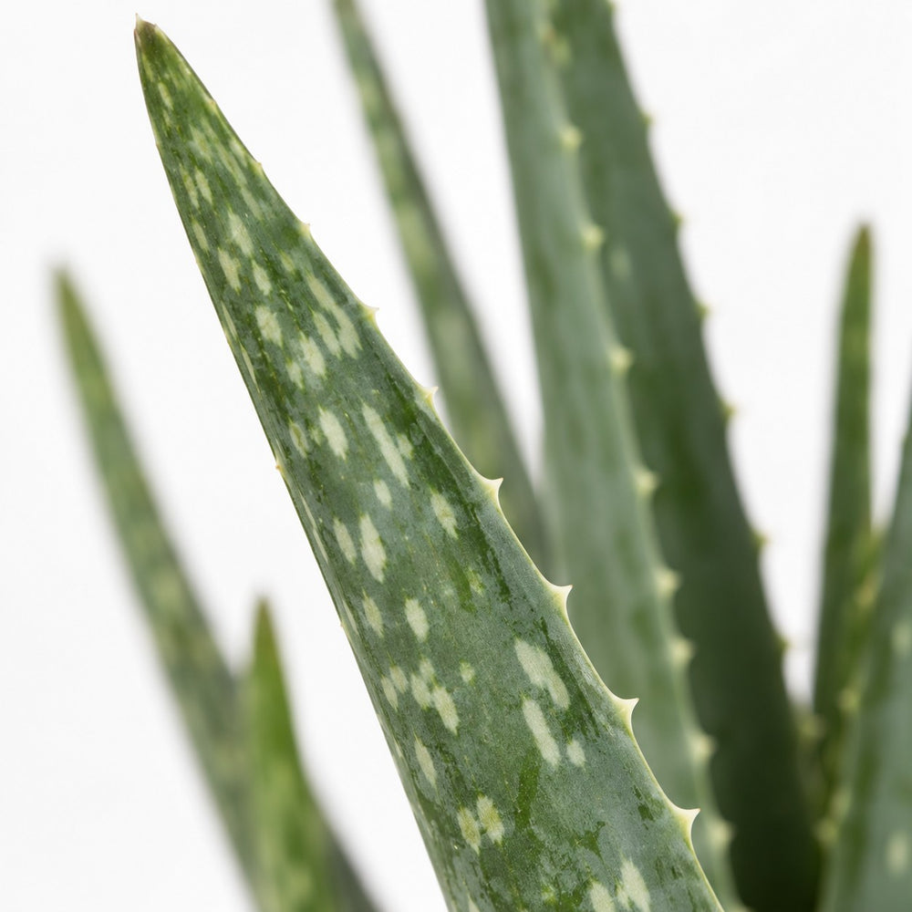 Aloe Vera (35cm, Ø10cm), Nahaufnahme Blatt