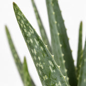 Aloe Vera (35cm, Ø10cm), Nahaufnahme Blatt