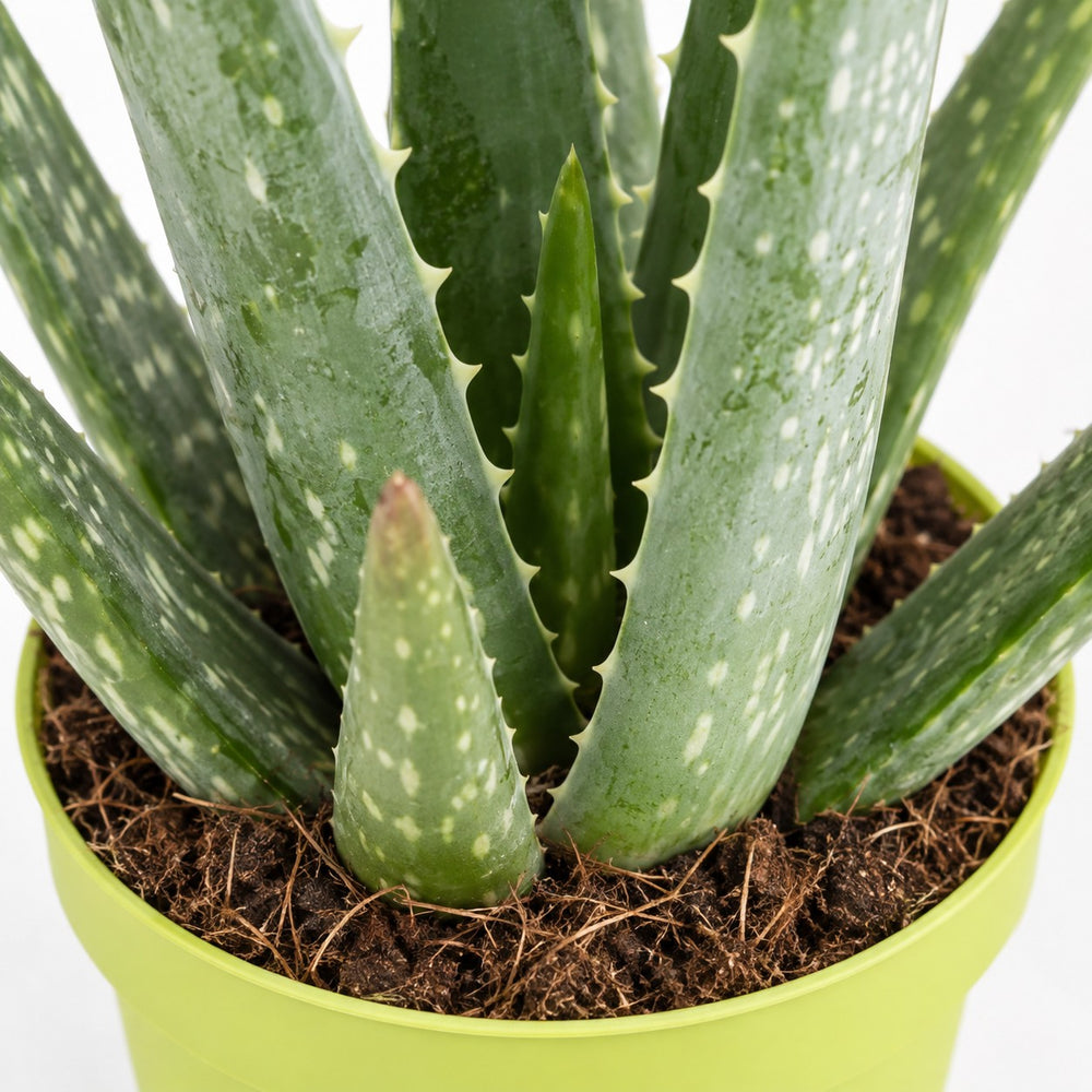 Aloe Vera (35cm, Ø10cm), Nahaufnahme Wuchs und Triebansatz
