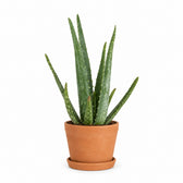 Aloe Vera (35cm, Ø10cm), Stylingbeispiel im Übertopf (Übertopf nicht enthalten)