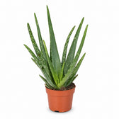 Aloe Vera (40cm, Ø12cm) im Kulturtopf