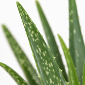 Aloe Vera (40cm, Ø12cm), Nahaufnahme Blatt