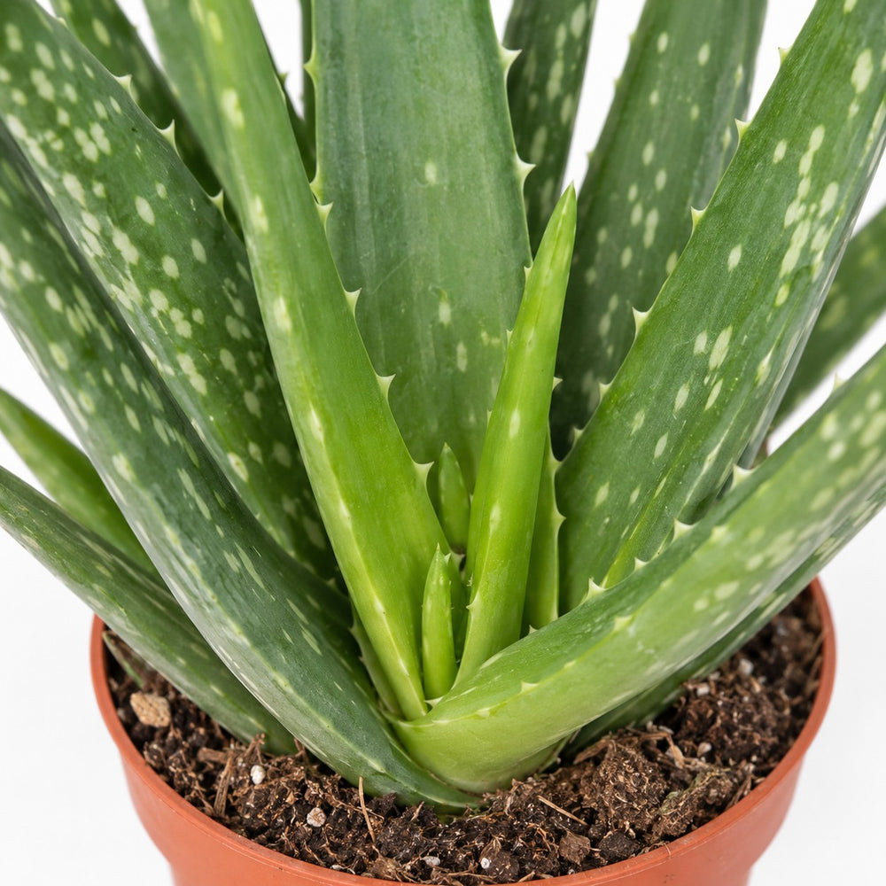 Aloe Vera (40cm, Ø12cm), Nahaufnahme Wuchs und Triebansatz