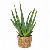 Aloe Vera (40cm, Ø12cm), Stylingbeispiel im Übertopf (Übertopf nicht enthalten)