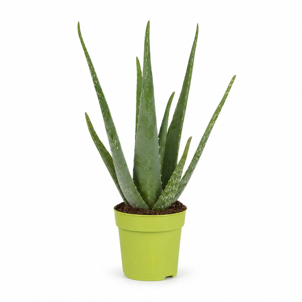 Aloe Vera (45cm, Ø12cm) im Kulturtopf