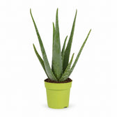 Aloe Vera (45cm, Ø12cm) im Kulturtopf