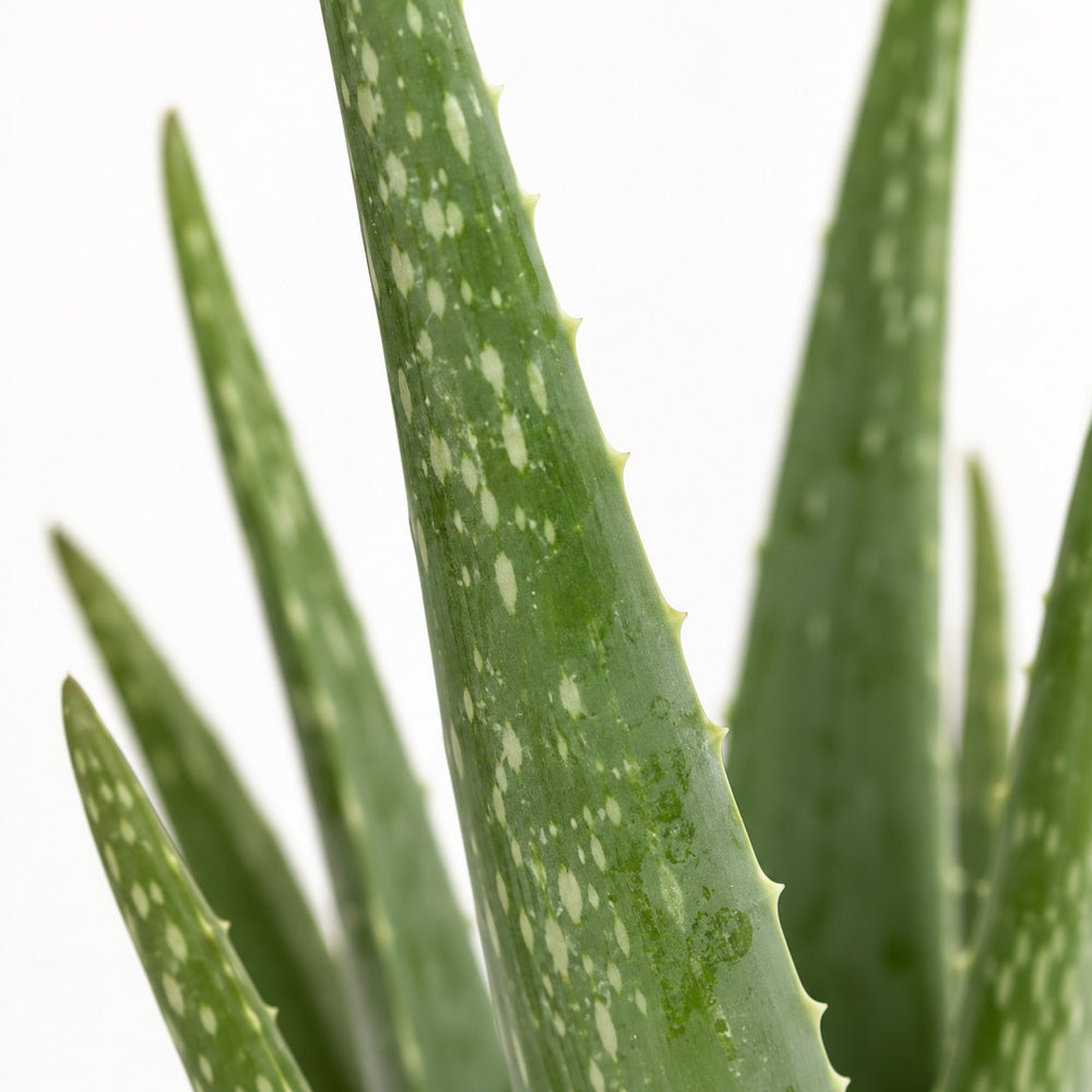 Aloe Vera (45cm, Ø12cm), Nahaufnahme Blatt