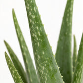 Aloe Vera (45cm, Ø12cm), Nahaufnahme Blatt
