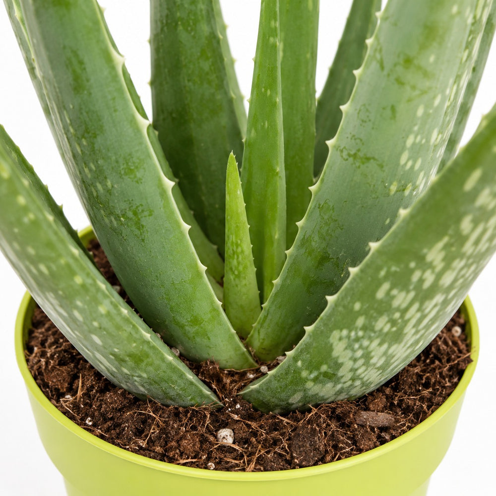 Aloe Vera (45cm, Ø12cm), Nahaufnahme Wuchs und Triebansatz