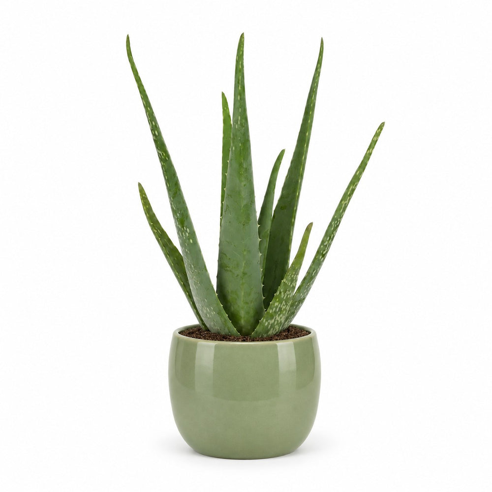 Aloe Vera (45cm, Ø12cm), Stylingbeispiel im Übertopf (Übertopf nicht enthalten)