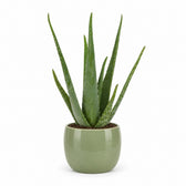 Aloe Vera (45cm, Ø12cm), Stylingbeispiel im Übertopf (Übertopf nicht enthalten)