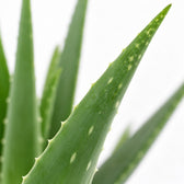Aloe Vera, Nahaufnahme Blatt