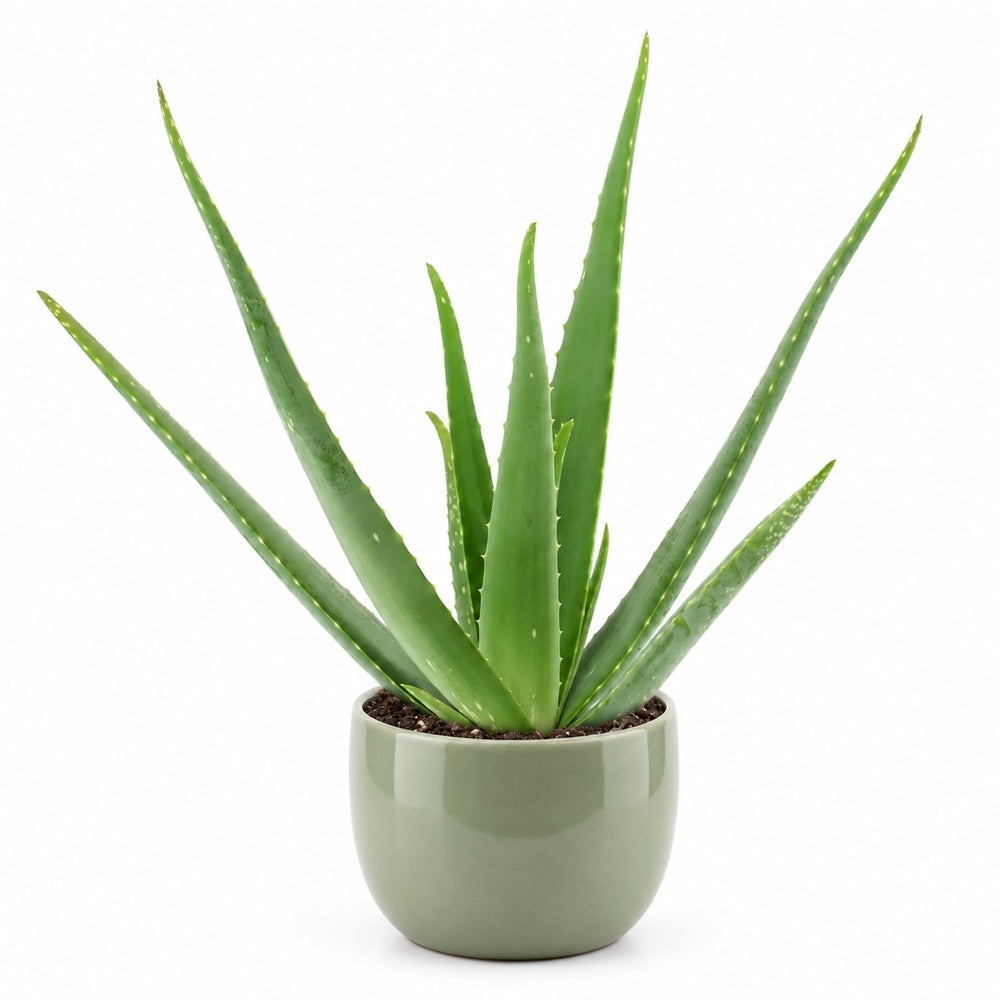 Aloe Vera - 45cm, Stylingbeispiel im Übertopf (Übertopf nicht enthalten)