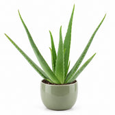 Aloe Vera - 45cm, Stylingbeispiel im Übertopf (Übertopf nicht enthalten)