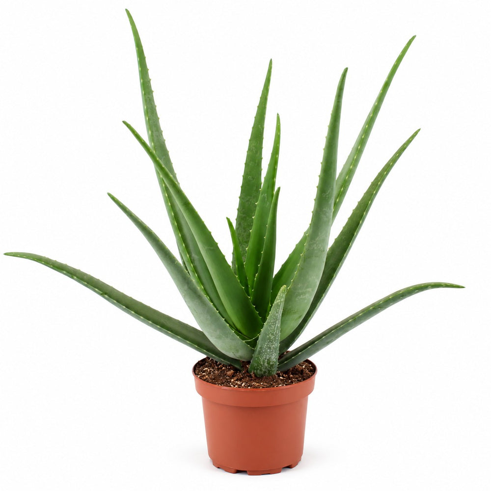 Aloe Vera (70cm, Ø19cm) im Kulturtopf