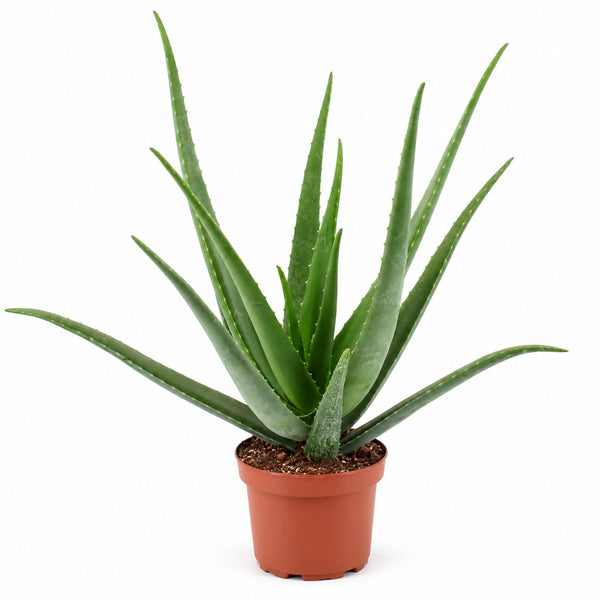 Aloe Vera (70cm, Ø19cm) im Kulturtopf
