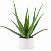 Aloe Vera (70cm, Ø19cm), Stylingbeispiel im Übertopf (Übertopf nicht enthalten)