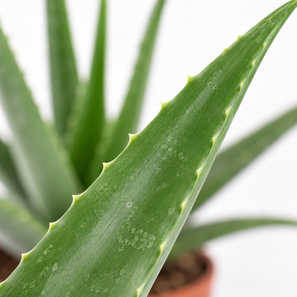 Aloe Vera, Nahaufnahme Blatt