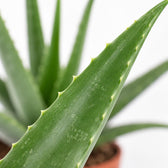 Aloe Vera, Nahaufnahme Blatt