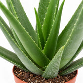 Aloe Vera, Nahaufnahme Wuchs und Triebansatz