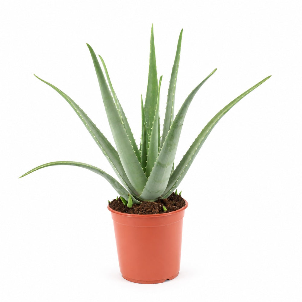 Aloe Vera XL - 70cm im Kulturtopf