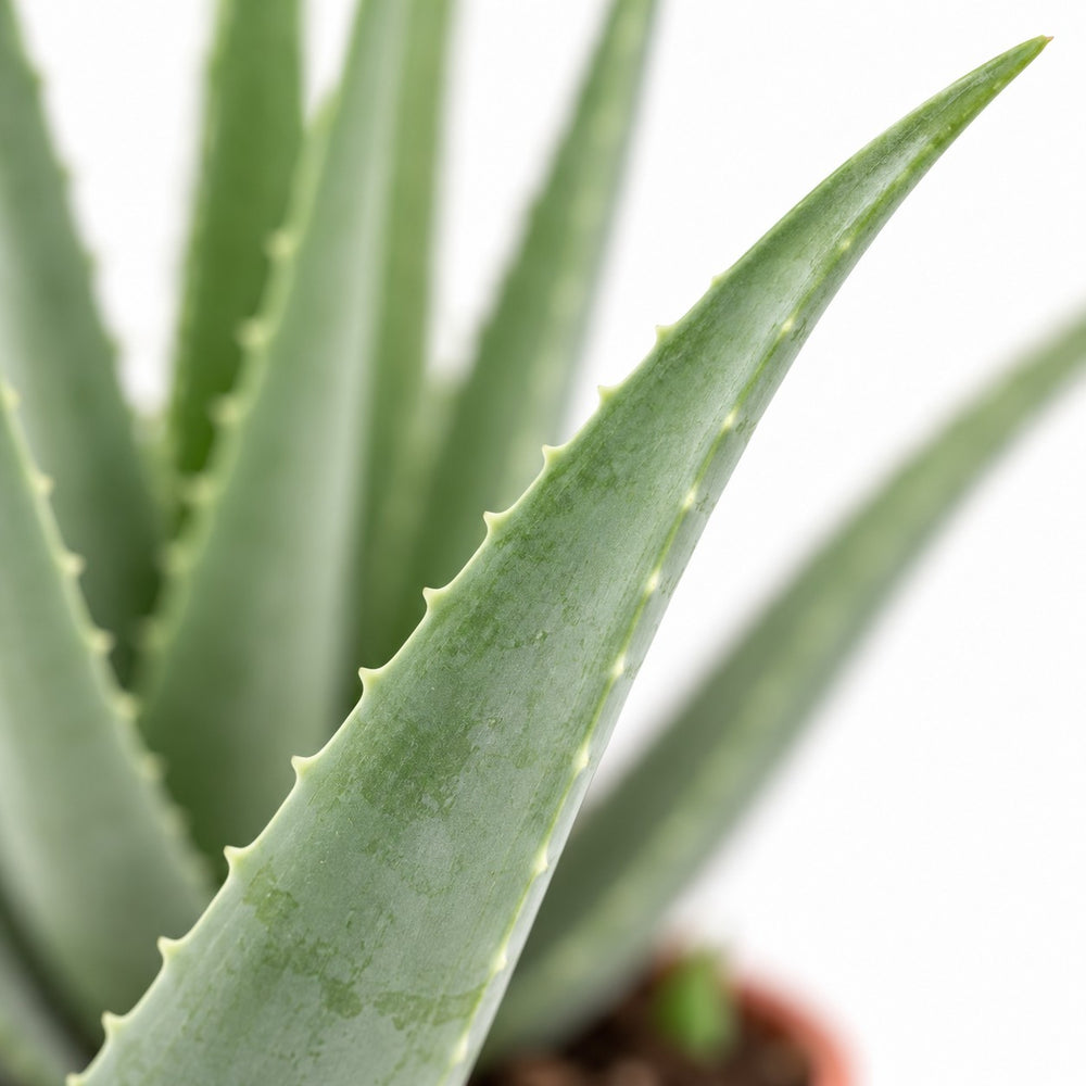 Aloe Vera XL, Nahaufnahme Blatt