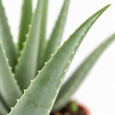 Aloe Vera XL, Nahaufnahme Blatt
