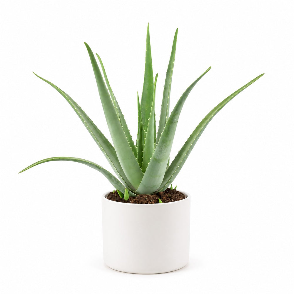 Aloe Vera XL - 70cm, Stylingbeispiel im Übertopf (Übertopf nicht enthalten)