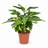 Alpinia Zerumbet Variegata (80cm, Ø27cm) im Kulturtopf