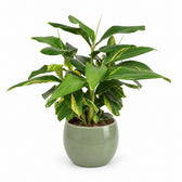 Alpinia Zerumbet Variegata (80cm, Ø27cm), Stylingbeispiel im Übertopf (Übertopf nicht enthalten)