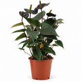 Anthurium Black Love - 36cm im Kulturtopf
