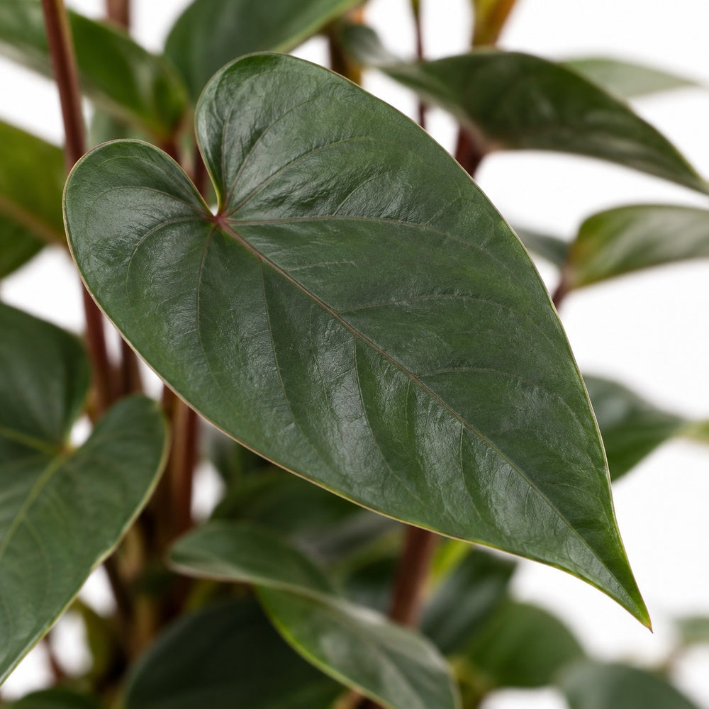 Anthurium Black Love, Nahaufnahme Blatt