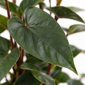 Anthurium Black Love, Nahaufnahme Blatt