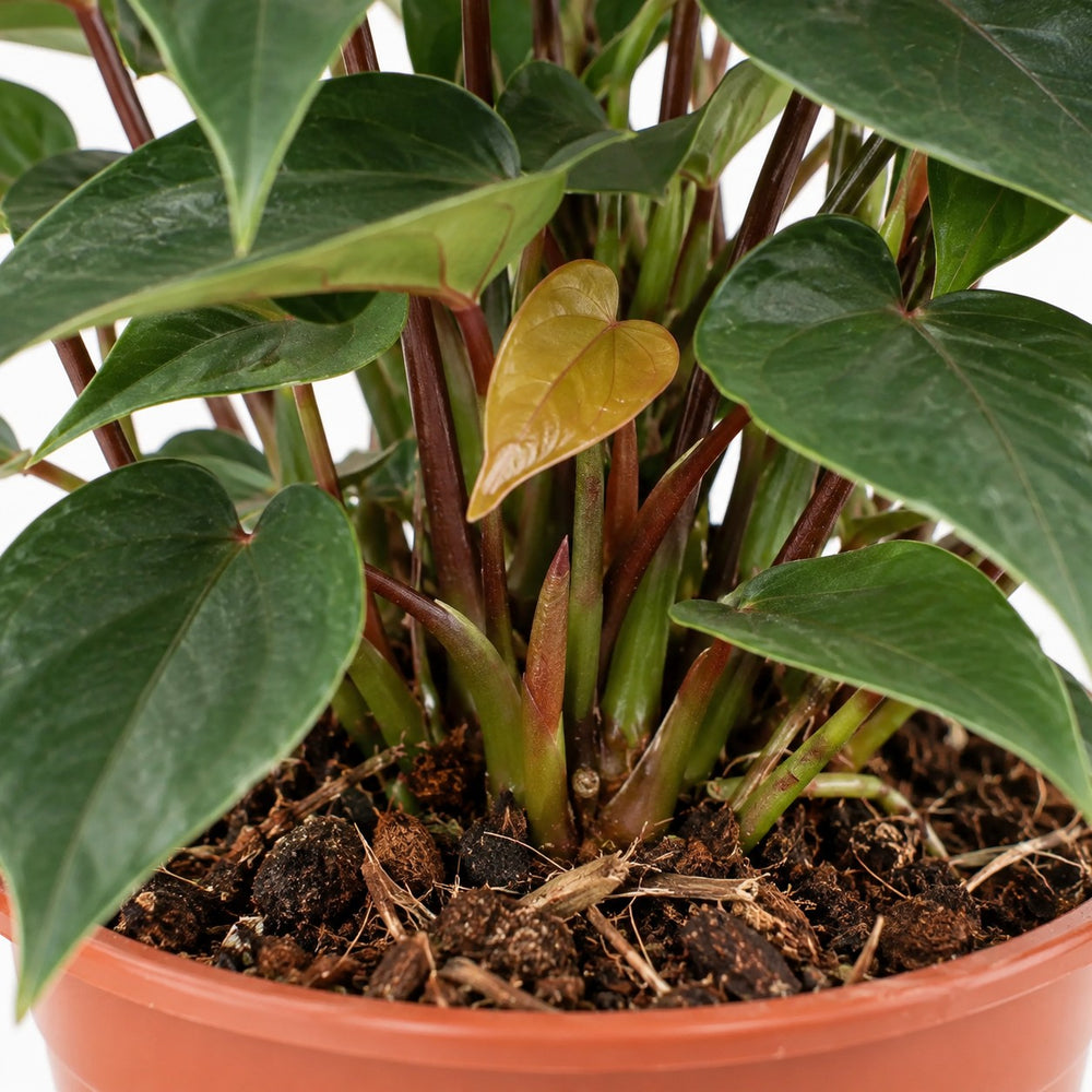 Anthurium Black Love, Nahaufnahme Wuchs und Triebansatz