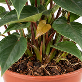 Anthurium Black Love, Nahaufnahme Wuchs und Triebansatz