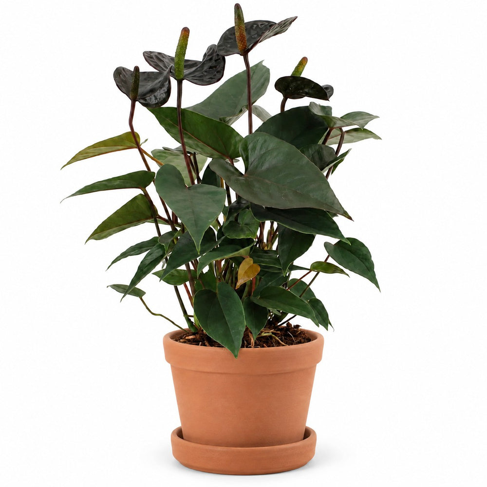 Anthurium Black Love - 36cm, Stylingbeispiel im Übertopf (Übertopf nicht enthalten)